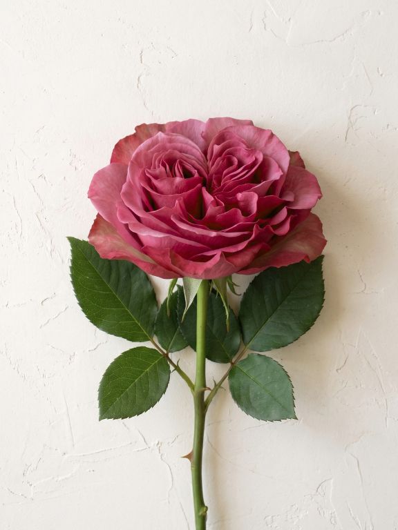  AHMAZE COUNTRY BLUES LAVENDER GARDEN ROSE